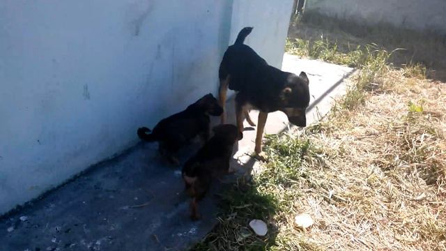 Metis dog mother and 3 pappy drinking milk смотреть онлайн