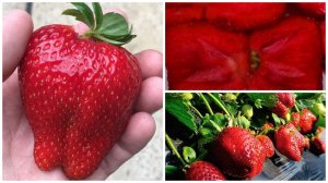 Новинка нашей коллекции – «клубника-тяжеловес» Бычье сердце!