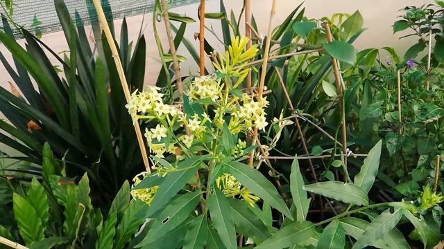 ЦЕСТРУМ ночной. ноктюрн (Cestrum Nocturnum)