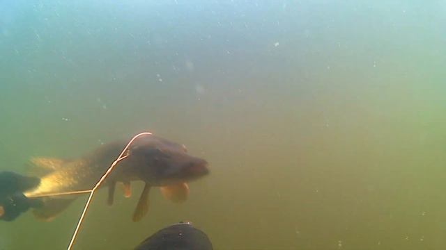 Подводная охота на Днепре,лето 2019 смотреть онлайн