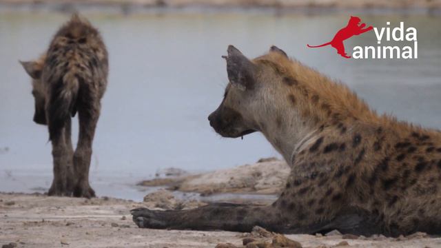 NÃO VEJA HIENAS COMENDO BÚFALO VIVO SE NÃO AGUENTA CENAS FORTES - VIDA ANIMAL смотреть онлайн