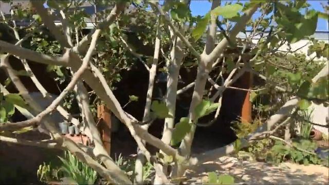 France. Fig Brown Turkey. Инжир. Полюбуйтесь какое развитие на 23 апреля! Шикарное дерево! смотреть онлайн