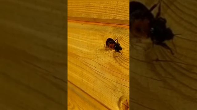 звук шмеля. Шмель сделал гнездо в бытовке. смотреть онлайн