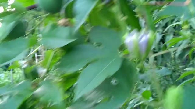 Маракуйя северная.Небольшое однолетнее растение из семени.Никакого опыления и отличный результат. смотреть онлайн