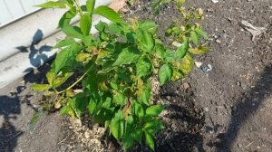 Уход за малиной после плодоношения. Подкормка малины. Ремонтантная малина