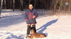 Дрессировка собак, команда лежать, позиция собаки, дрессировщика и руки с кормом