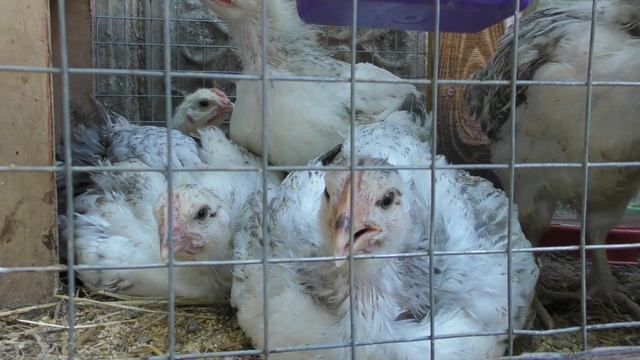 ВАЖНО! Цыплята МАСТЕР ГРЕЙ Преимущества и недостатки породы! ЧТО нужно знать!? смотреть онлайн