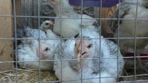 ВАЖНО! Цыплята МАСТЕР ГРЕЙ Преимущества и недостатки породы! ЧТО нужно знать!?