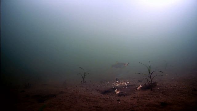 реакция рыбы на безмотылку, поклевки смотреть онлайн