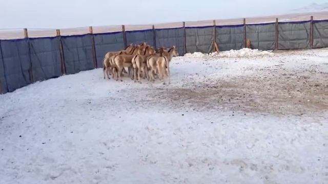 охота в казахстане смотреть онлайн