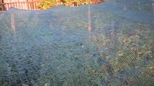 Затеняющая сетка на томатах.