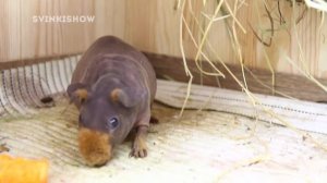 Минусы Морских Свинок ВСЯ ПРАВДА / SvinkiShow