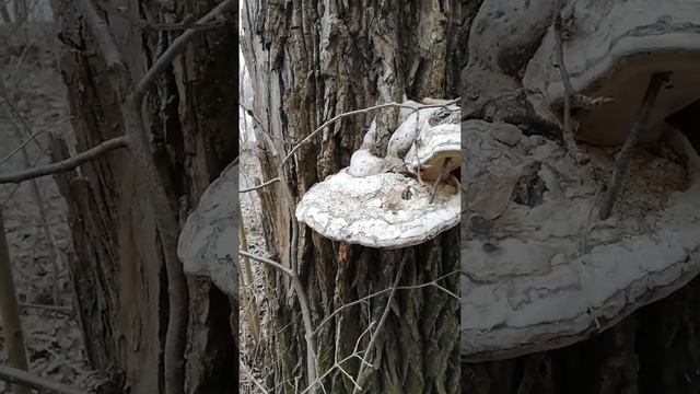 Грибы трутовики на дереве. смотреть онлайн