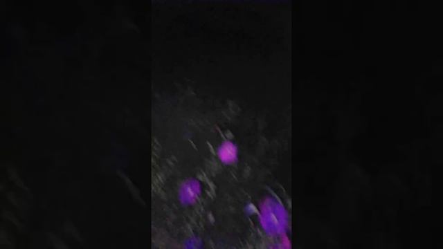 колибри в Усть-каменогорске (Казахстан) смотреть онлайн