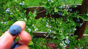 Голубика Урожай Дегустация - 2021 ! Блюгольд / Бригита Блю / Bluegold Brigitta Blue Сушка Яблок