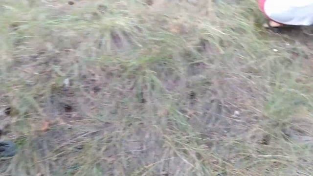 Маслята,собираем ? грибы.август 2020 смотреть онлайн