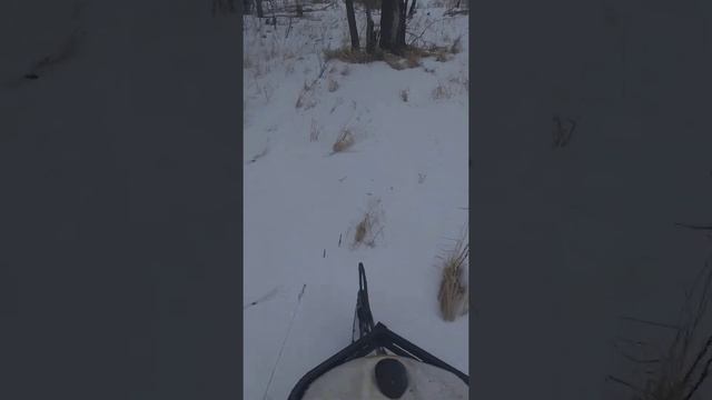 покатушки на снегоходе буран с санями по лесу