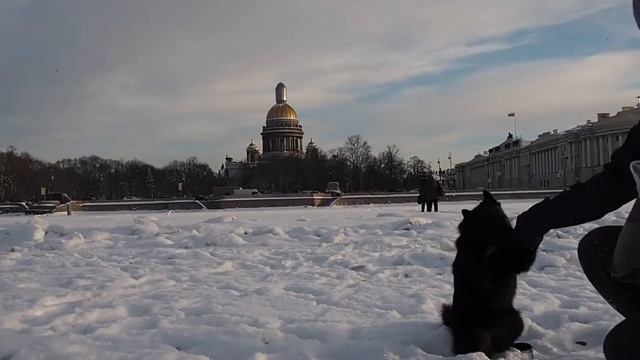 Шипперке Балто гуляет по льду реки Невы смотреть онлайн