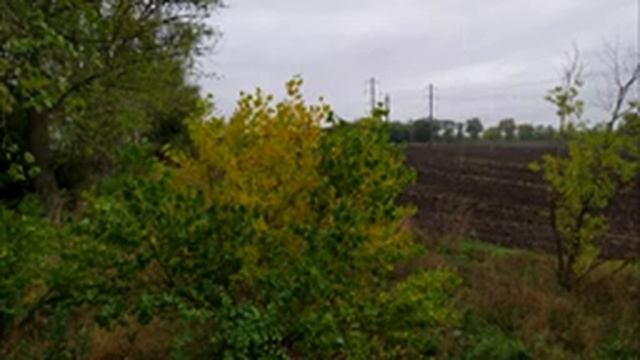 ЗВУКИ ПРИРОДЫ?️. Звук дождя, Пение птиц, Раскаты грома смотреть онлайн