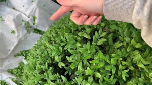 СТРИЖКА САМШИТА ✂️Как постричь Самшит самостоятельно (в форме полусферы) Как это делаю я! ✂️