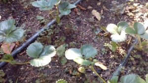 Клубника Альбион когда сажать !!!