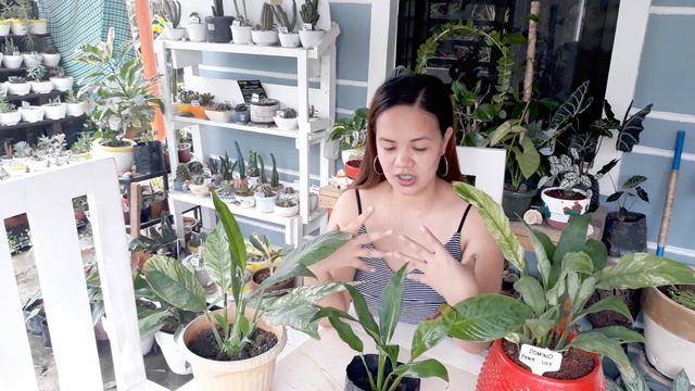 Spathiphyllum ( Peace Lily) Care Guide | Leafaholic Sheila смотреть онлайн