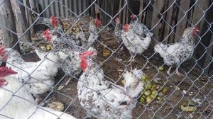 куры. порода ПУШКИНСКАЯ. самая лучшая порода. несет крупные яйца. непрехотливая.