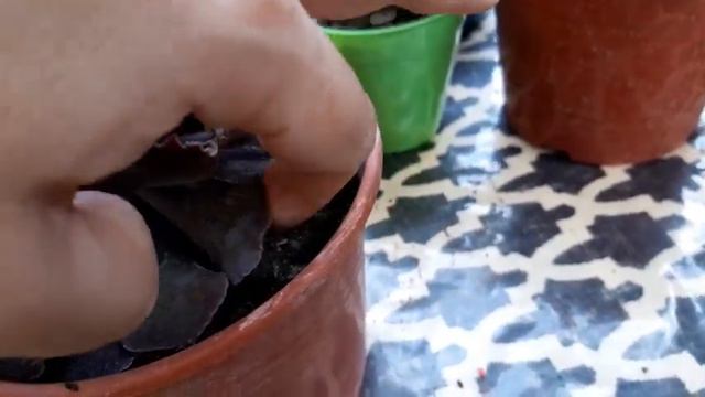Suculentas EXOTICAS que NUNCA saldrán a la venta смотреть онлайн
