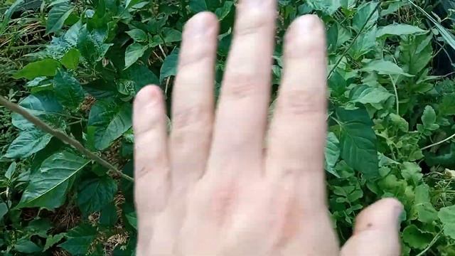 Формирование перцев. Topping peppers. Результаты. Часть 1 смотреть онлайн