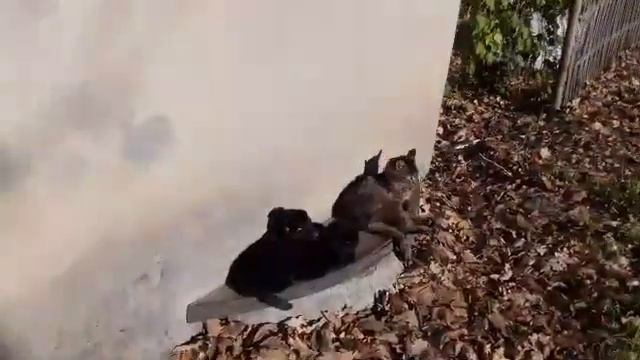 Кошки греются на солнце один чихает смотреть онлайн