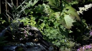 Сад Елены Семёновой / @Qgarden