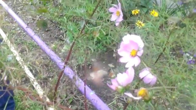 Владивостокский Бражник (очень похож на колибри) смотреть онлайн