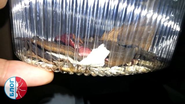 Муравьиные хитрости. Блог. Сверчок. Спонтанное... смотреть онлайн