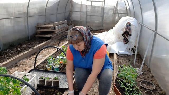 3 вида рассады для продажи. Почему закрыли почту.