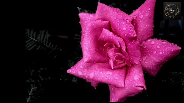 Rosa 'Violet Carson' is a salmon-pink rose cultivar || Garden Roes are predominantly Hybrid Roes || смотреть онлайн