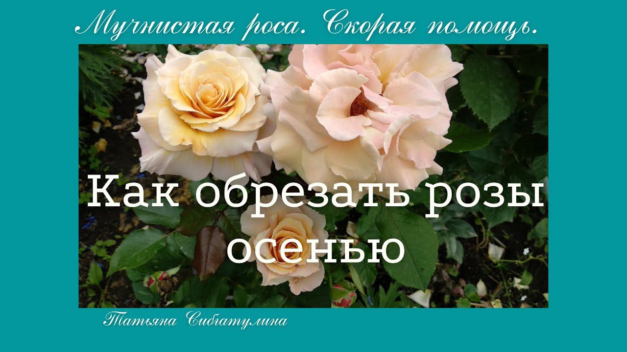 Розы. Обрезка роз в сентябре. Мучнистая роса - Скорая помощь смотреть онлайн
