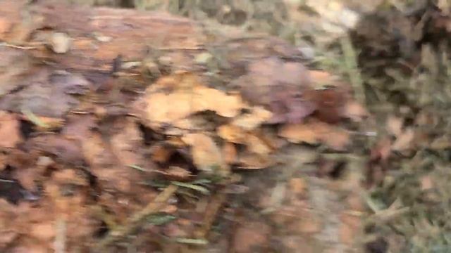 Ох ,  уж эти слизни... ( Продаю семена томатов)