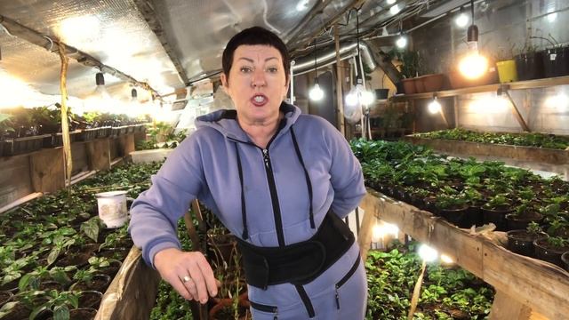 Когда доставать крупнолистные из хранилища и что надо сделать обязательно….. смотреть онлайн