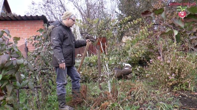 Как сохранить сливу зимой? #urozhainye_gryadki смотреть онлайн