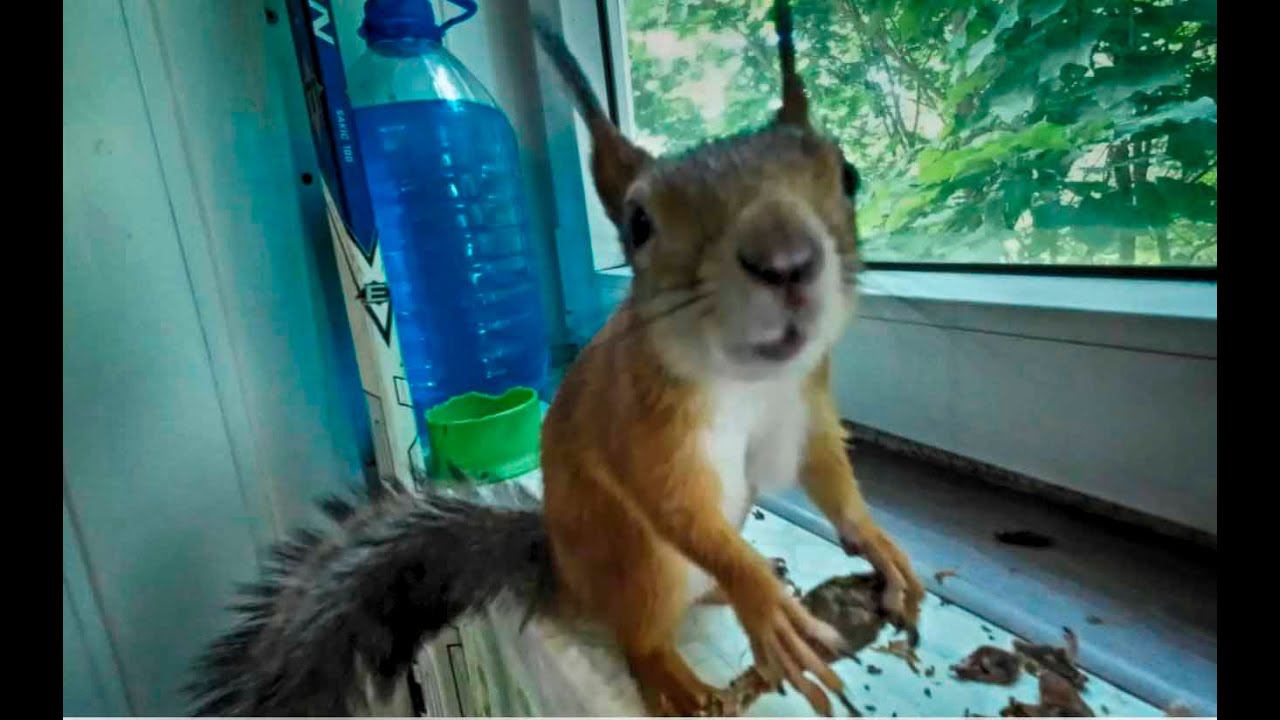 БУДНИ ДОМАШНЕЙ БЕЛКИ, ДИКИЙ ЗВЕРЬ-БЕЛКА ЗАБЕЖАЛА ДОМОЙ ПО ХУЛИГАНИТЬ!!! смотреть онлайн