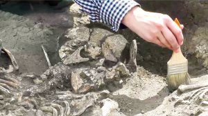 Археологи в Кузбассе раскопали останки древних людей, живших в I веке до н.э.