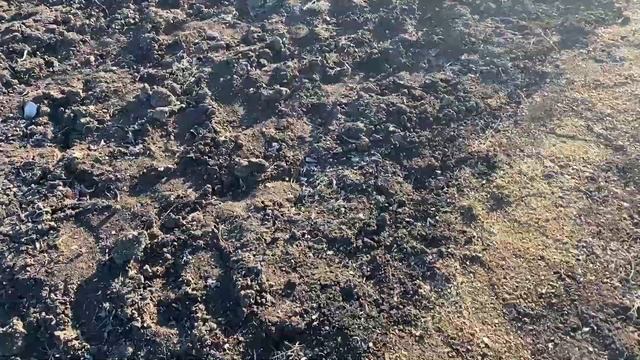 Дед поделился секретом КАК УБЕРЕЧЬ свою РАССАДУ от НОЧНЫХ ЗАМОРОЗКОВ В МАЕ! смотреть онлайн