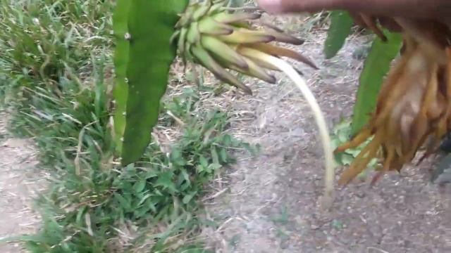 Spraying foliar feed for Dragon fruit + Ideal number of fruit in a post + Valdivia Roja bloom смотреть онлайн