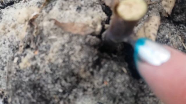 Весенняя обрезка роз. Срезала почерневшие побеги 27.03.21. Spring pruning of roses 03/27/21. смотреть онлайн