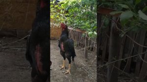 О Шамо (O-Shamo) Истребитель ???