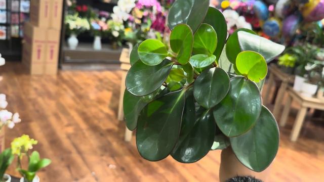 Big Box Store Plant Shopping Walmart $7 Rare Philodendron Home Depot and Grocery Store Plants смотреть онлайн