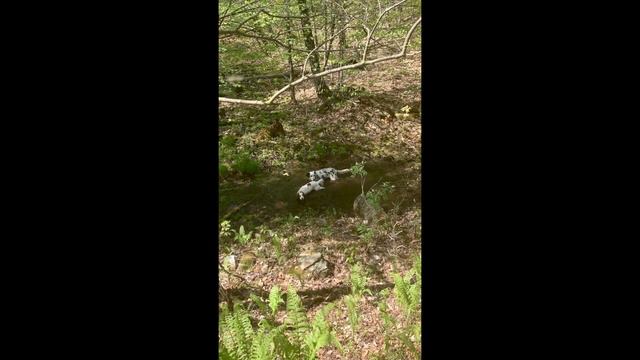 Dalmatian puppy growing up! 8 weeks to 1 year! смотреть онлайн