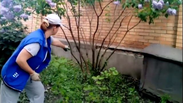 Глициния и Сирень в цвету||Уход за сиренью смотреть онлайн