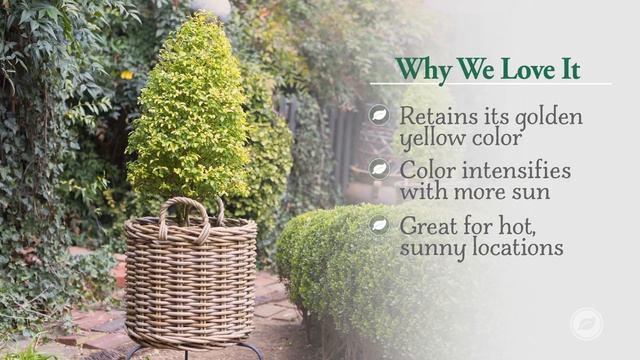 How to Topiary Your Sunshine Ligustrum with Linda Vater - Perfect for Formal Gardens and Containers смотреть онлайн