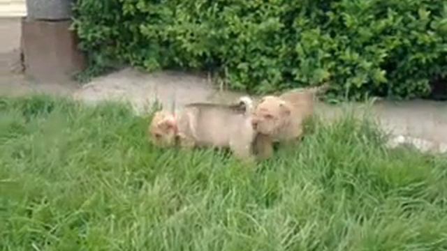 Max si Tasha (sharpei) смотреть онлайн